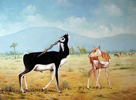 Black Bucks, 30 x 40, Oil on Canvas by J.S. Munnolli