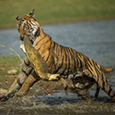 Wild India - A Conservation Photography Exhibition