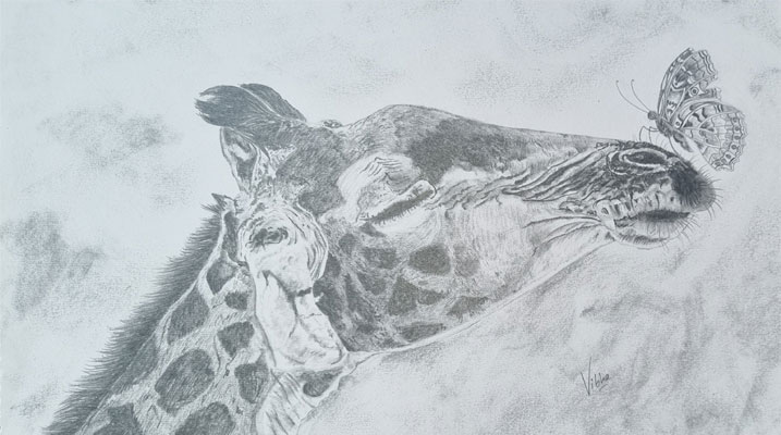 Pencil on paper by Vibha Agarwal                            
                        
                        