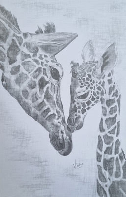 Pencil on paper by Vibha Agarwal                         
                        
                        